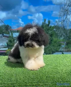 OFERTA CACHORRO SHIPOO HEMBRA UBICADO EN SANTO DOMINGO