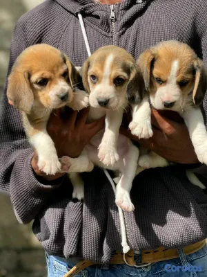 animales y mascotas - hermosos cachorritos de beagle ambos sexo 2