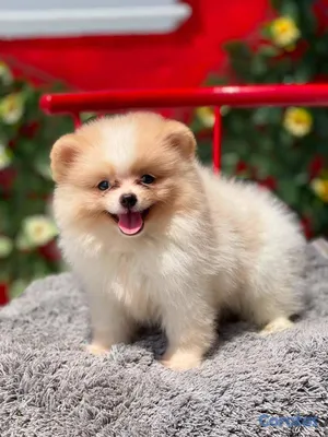 animales y mascotas - OFERTA CACHORRO POMERANIA MACHO UBICADO EN SANTO D 2