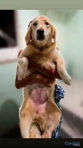 Golden Retriever 7 meses