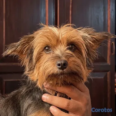 animales y mascotas - Yorkshire Terrier Hembra 2