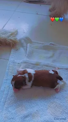 animales y mascotas - SHIPOO MACHO PARA APARTAR 💚  4
