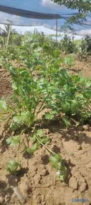 herramientas, jardines y exterior - Fertilizantes Orgánico liquido a campo abierto y I 3