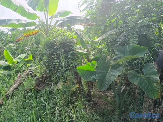 solares y terrenos - finca de 5 tareas en Monte Plata  2
