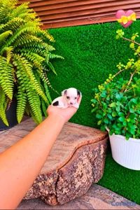 ESPECIAL CACHORRO CHIHUAHAUA HEMBRA Y MACHO EN UBI