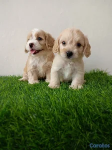 Cockerpoo ambos sexos