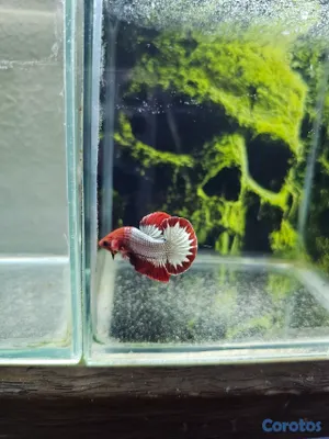 animales y mascotas - bettas de los mejores 3