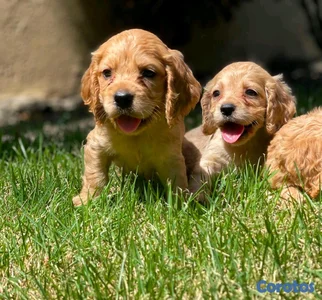 hermosos Cachorros cocker spaniel 
