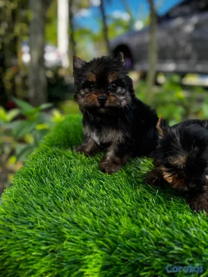 animales y mascotas - Yorkie mini 3