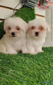 OFERTA CACHORRO MALTES AMBOS SEXO UBICADO EN SANTO