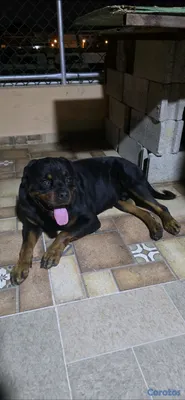 animales y mascotas - 🐾 Cachorros Rottweiler con Pedigree – Excelente Línea de Sangre 🐾 4