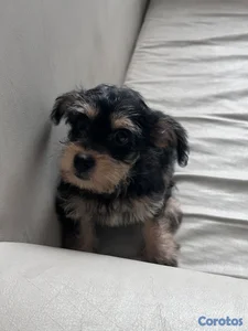 Cachorro Schnauzer Mini (HEMBRA)