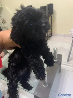 animales y mascotas - Hermosas Cachorras Shipoo, ( HEMBRAS ) madre Shitzoo Padre Shipoo DISPONIBLES, 2
