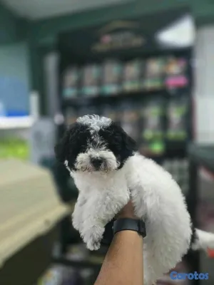animales y mascotas - hermosos cachorritos shipoo 2