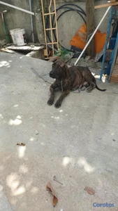 ESPECIAL DE  CACHORRO FILA HEMBRA UBICADO EN SANTO