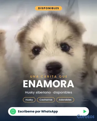 animales y mascotas - 🐾 ¡CACHORROS HUSKY SIBERIANO EN VENTA! 🐾 4
