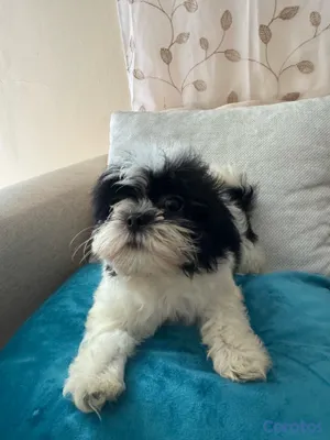 animales y mascotas - vendo cachorros shit tzu raza pura  4