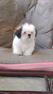 OFERTA CACHORRO SHIH TZU MACHO UBICADO EN SANTO DO