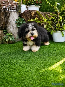 OFERTA CACHORRO SHIPOO MACHO EN UBICADO EN SANTO D