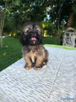 animales y mascotas - Shipoo 2