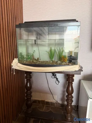 animales y mascotas - Pecera con su filtra y mesa en caoba incluida  3