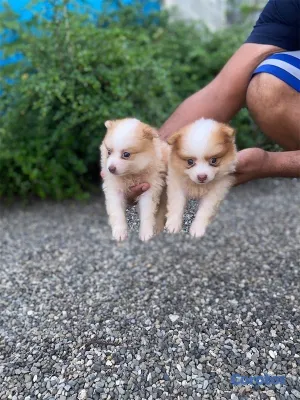 animales y mascotas - Cachorritos pomerania🐾
La mejor calidad 3
