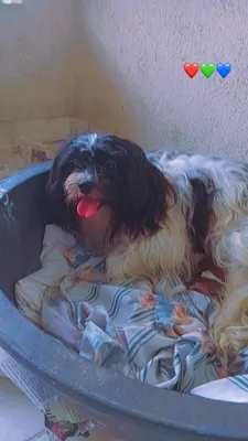 animales y mascotas - SHIPOO MACHO PARA APARTAR 💚  6