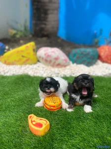 Cachorros Shipoo