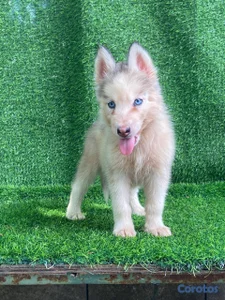 OFERTA CACHORRO HUSKY HERMBRA UBICADO EN SANTO DOM