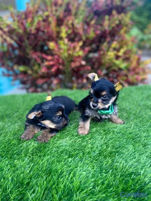 animales y mascotas - Cachorros Yorkies🐾🤍☺️ 5