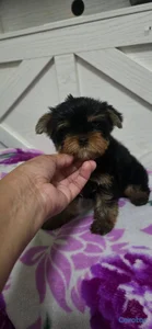 Especial de cachorro yorkie ambos sexo en santo do