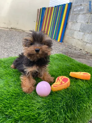 animales y mascotas - yorkie mini 2