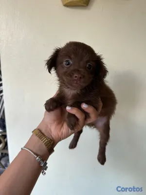 animales y mascotas - CHIHUAHUA MARIPOSA  15