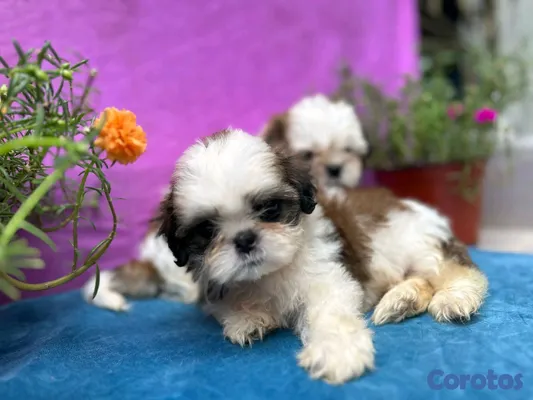 animales y mascotas - hermosos cachorritos shitzu toy 2