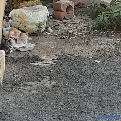 animales y mascotas - Regalo tres gatitos  3