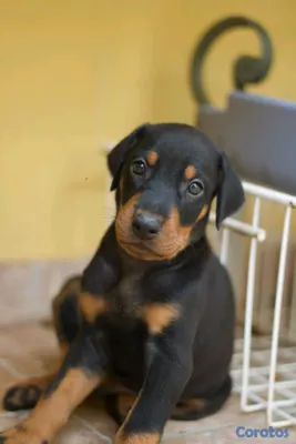 animales y mascotas - DOBERMAN Cachorros Puros 5