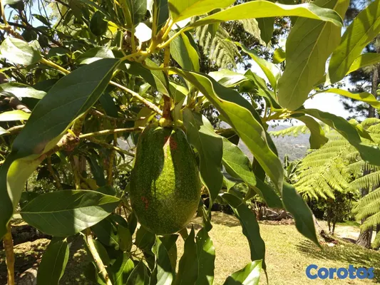 solares y terrenos - SE VENDE HERMOSA FINCA EN EL CACAO de San Cristoba 16