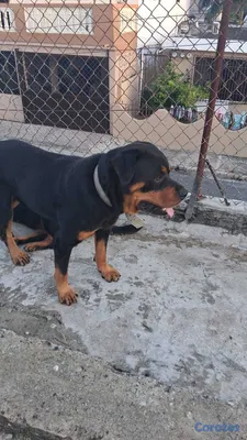 animales y mascotas - Cachorros Rottwailer Ambos sexo 3
