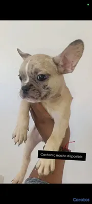decoración y accesorios - bulldog francés cachorro  3