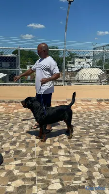 animales y mascotas - 🐾 Cachorros Rottweiler con Pedigree – Excelente Línea de Sangre 🐾 17