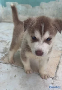 OFERTA CACHORRO HUSKY MACHO UBICADO EN SANTO DOMIN