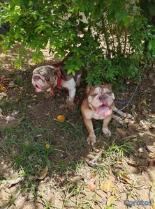 bulldog ingles 