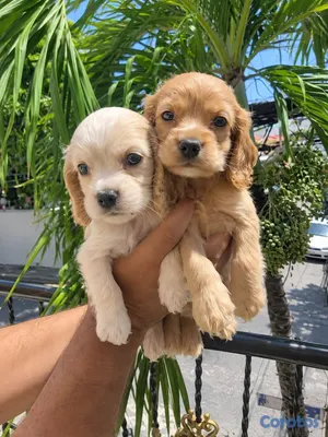 animales y mascotas - OFERTA CACHORRO COCKER SPANIEL AMBOS SEXO UBICADO  2