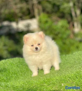 hermosos cachorritos pomerania mini 