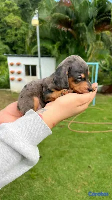 animales y mascotas - Hermosos Cachorritos de Salchichas merle exoticos 7