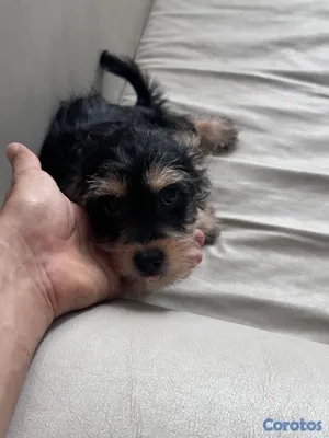 animales y mascotas - Cachorro Schnauzer Mini (HEMBRA) 2