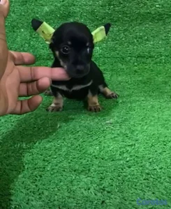 OFERTA CACHORRO CHIHUAHUA AMBOS SEXO UBICADO EN SA