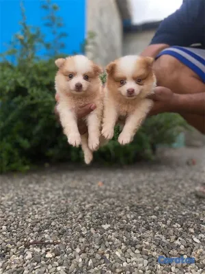 animales y mascotas - Cachorritos pomerania🐾
La mejor calidad 4