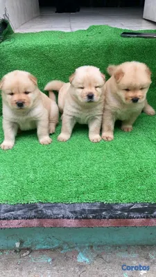 animales y mascotas - hermosos cachorritos de chow chow  3