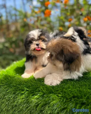 animales y mascotas - Cachorros Shitzo Mini Hembra 4